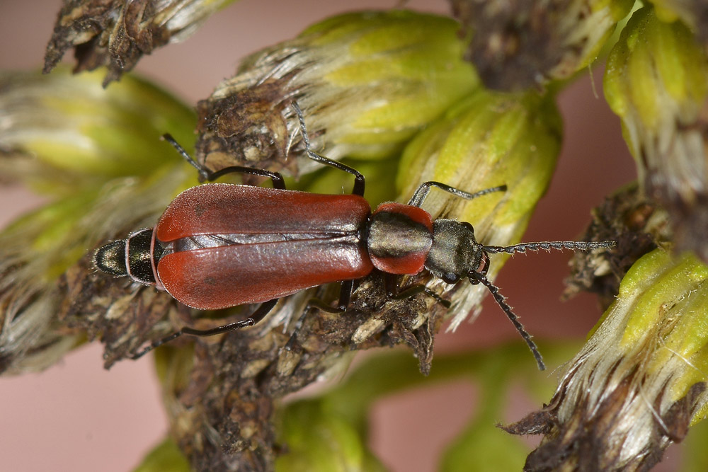 Anthocomus rufus - Malachiidae